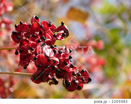 ゴンズイ 2205983