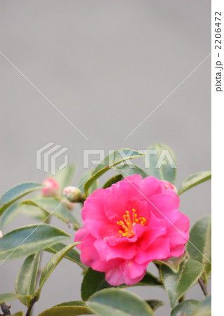 さざんかの花 さざんかの花 2206472