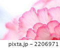 フリルのような花びら 2206971