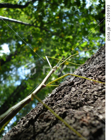 ナナフシ 2206993