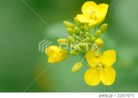 菜の花 2207075
