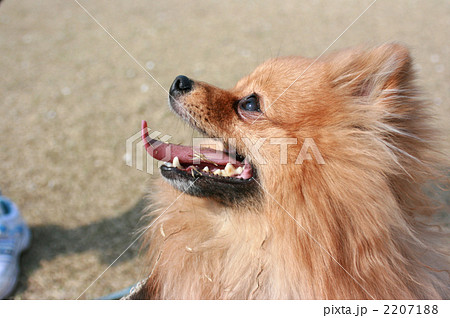 小型犬 見上げる ポメラニアンの写真素材 271