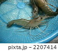 エビ 2207414