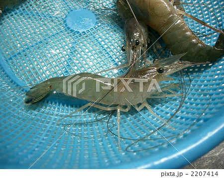 エビ エビ 2207414