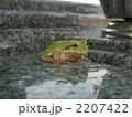 カエル 2207422