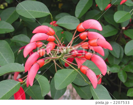 アメリカデイゴの花 2207533