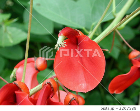 アメリカデイゴの花 2207539