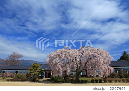 長野県飯田市 旧山本中学杵原学校のしだれ桜 長野県飯田市 旧山本中学杵原学校のしだれ桜 2207995