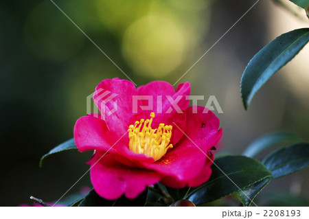 赤い山茶花 赤い山茶花 2208193