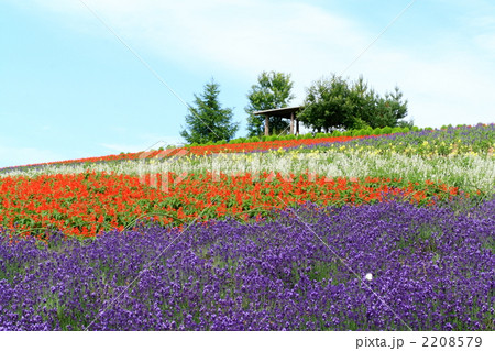 真夏のかんのファーム 2208579