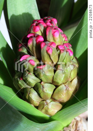 ヒヤシンスのつぼみ ヒヤシンスのつぼみ 2208675