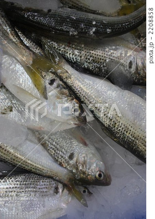 このしろ 2208858