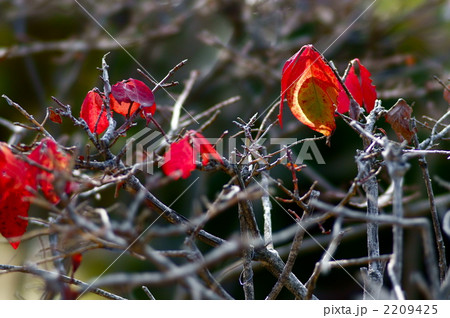 冬の残り葉 2209425