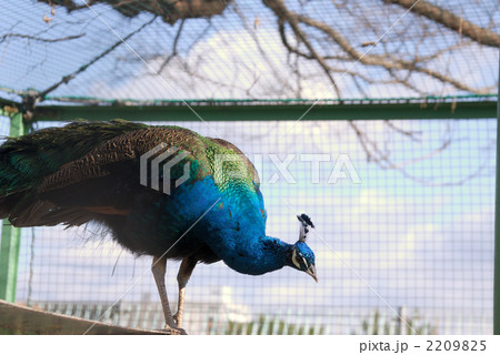 インドクジャク 2209825