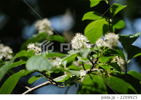 新緑の花　～サワフタギ～ 2209925