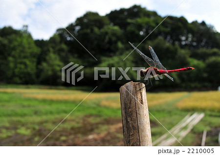 田園のナツアカネ 2210005