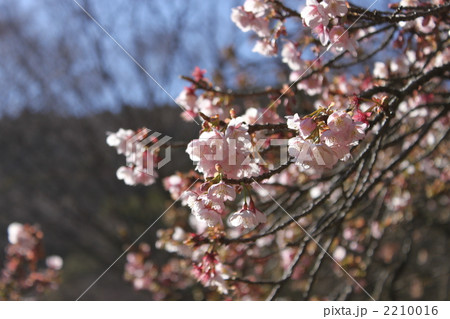 熱海桜３ 2210016