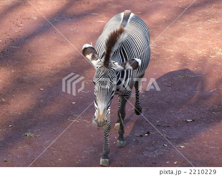 シマウマ 2210229