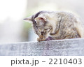 仔猫さん 2210403