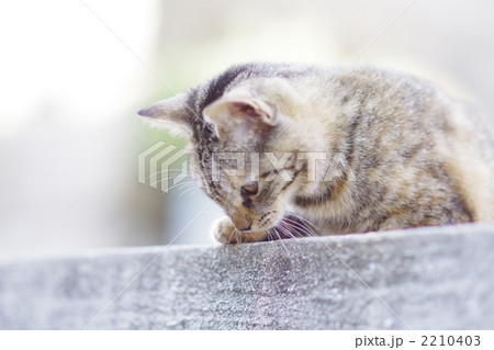 仔猫さん 2210403