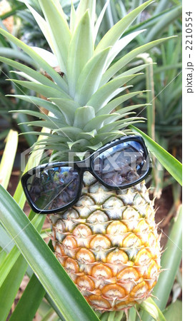 パイナップルとサングラスの写真素材
