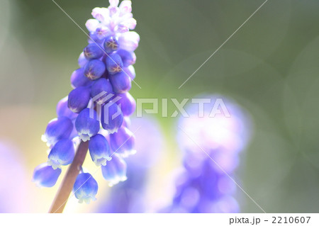 ムスカリ 2210607