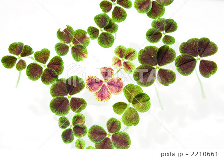 四葉のクローバー 2210661