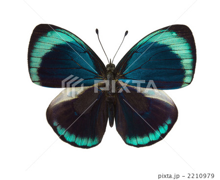 南米の蝶 2210979