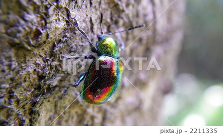 アカガネサルハムシ 2211335