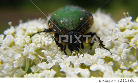 コアオハナムグリ 2211336