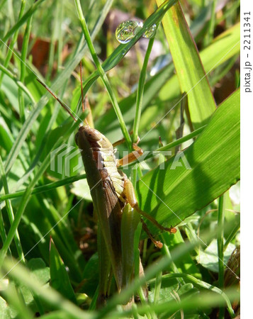 コバネイナゴ 2211341