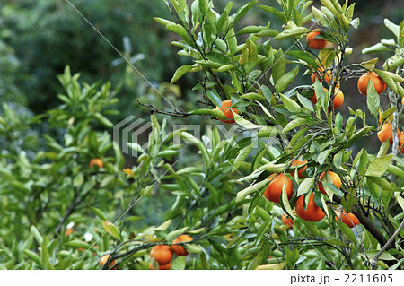 みかん畑 みかん畑 2211605