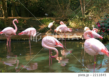 フラミンゴ集団 2211645