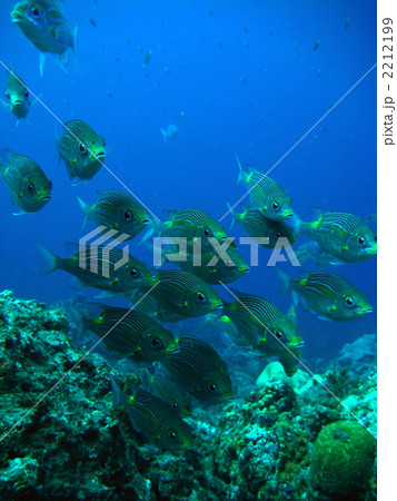 ノコギリダイの群れ ノコギリダイの群れ 2212199