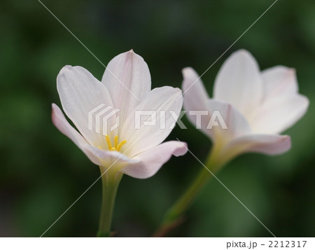 ゼフィランサス エリザの花の写真素材
