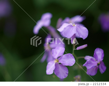 ムラサキハナナの花 ムラサキハナナの花 2212334