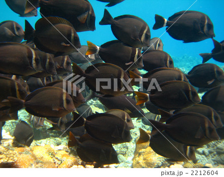 スジクロハギ スジクロハギ 2212604