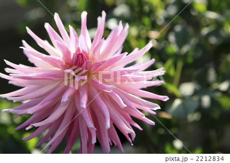 ピンクのダリア 2212834
