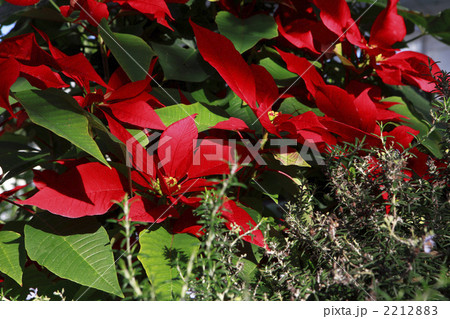 一面のポインセチア 2212883