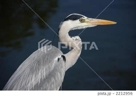 アオサギ アオサギ 2212956