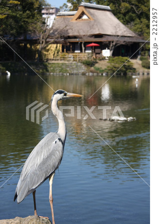 水前寺公園のアオサギ 2212957