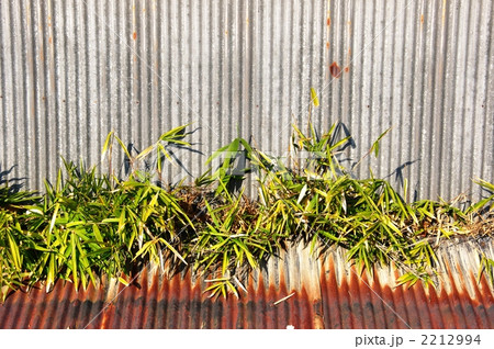 トタンとクマザサ トタンとクマザサ 2212994