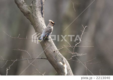 レンジャク 2213040