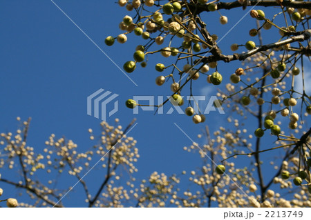 せんだんの実 せんだんの実 2213749