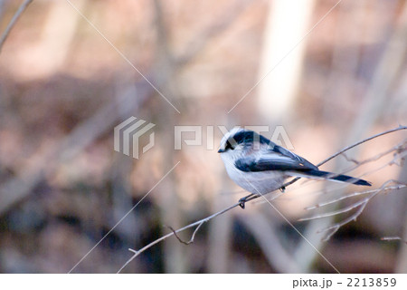 エナガ 2213859