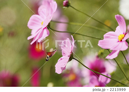 オープンカフェ♪ オープンカフェ♪ 2213999