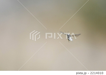 冬の使者☆ 2214010