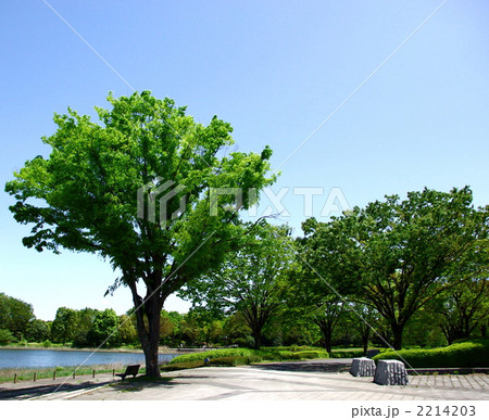 昭和記念公園のベンチ 2214203