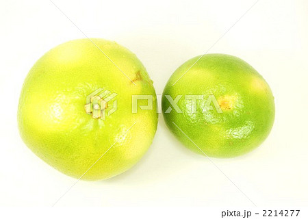 グレープフルーツの仲間・俯瞰横位置 グレープフルーツの仲間・俯瞰横位置 2214277