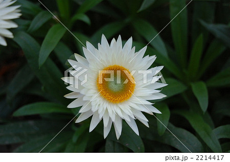 ヘリクリサム 2214417